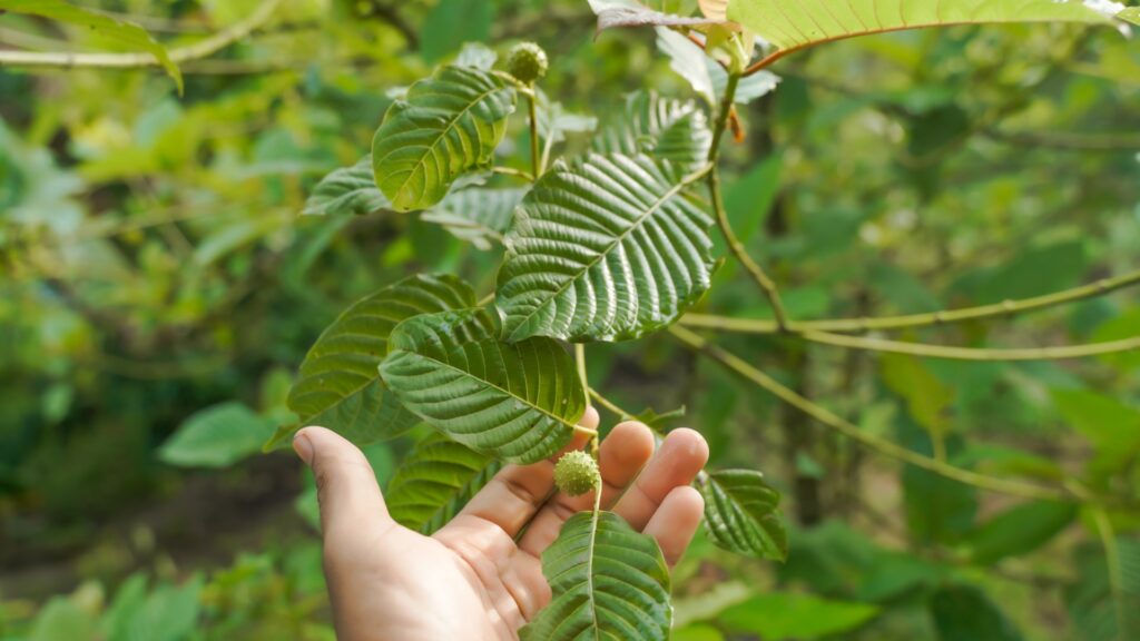 From Leaf to Extract: The Journey of the Kratom Tree