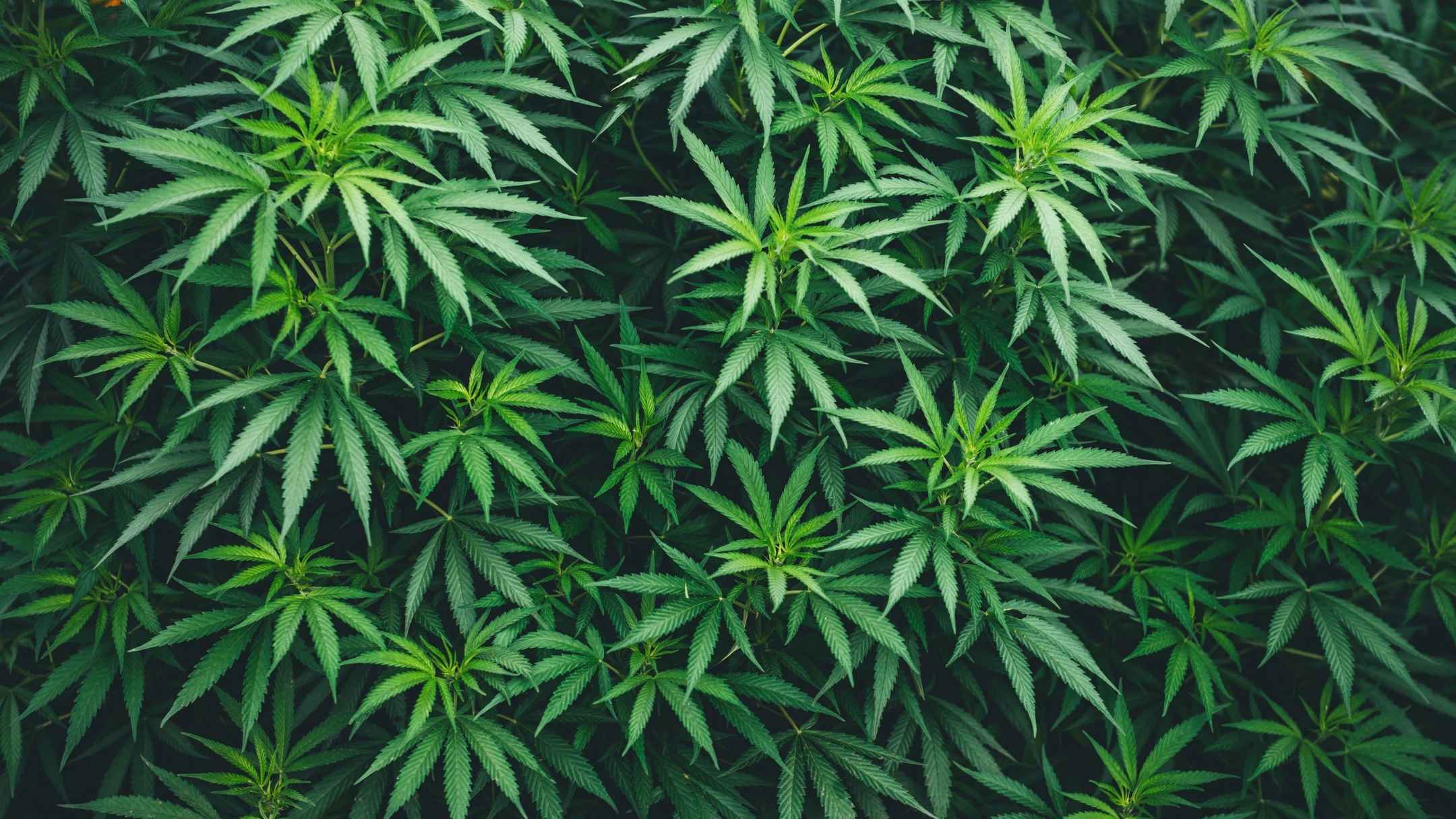kratom vs weed