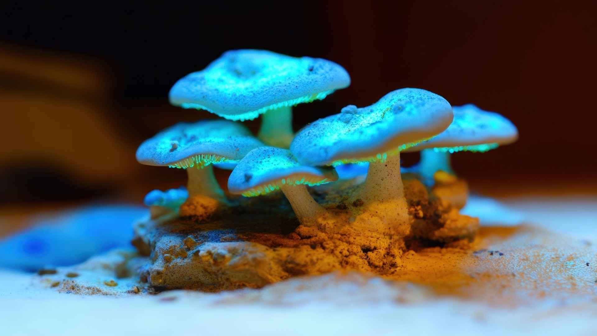 magic mushroom