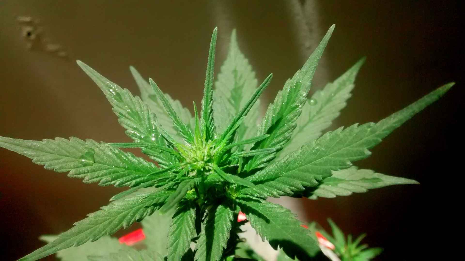 sativa and indica