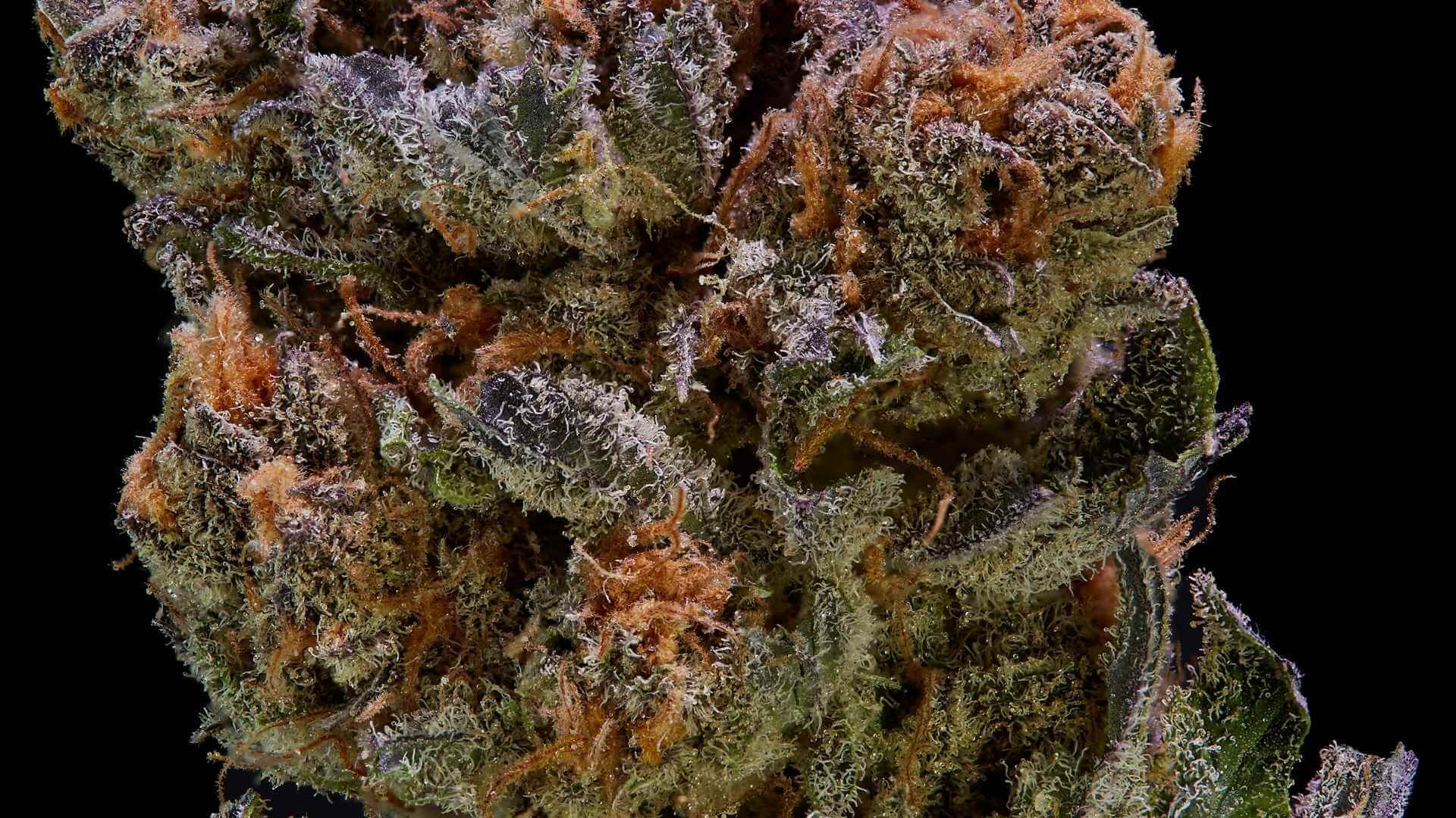 thca flower