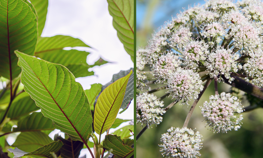 Kratom and Valerian