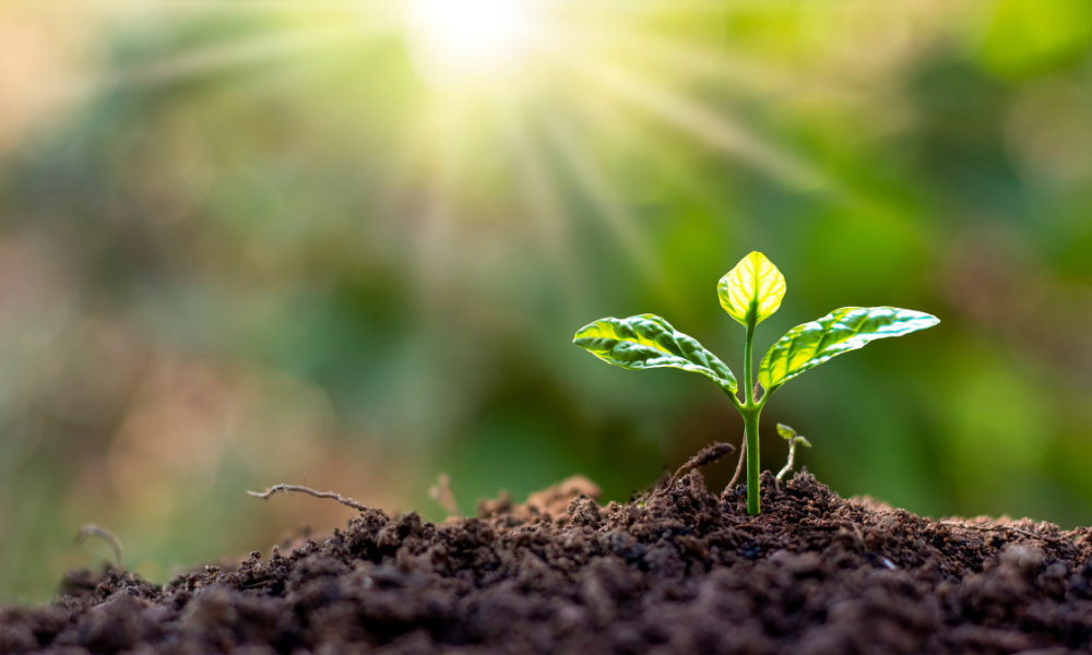 Dr. Cornel Stanciu's Kratom Study