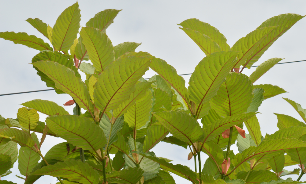 Red Bentuangie Kratom