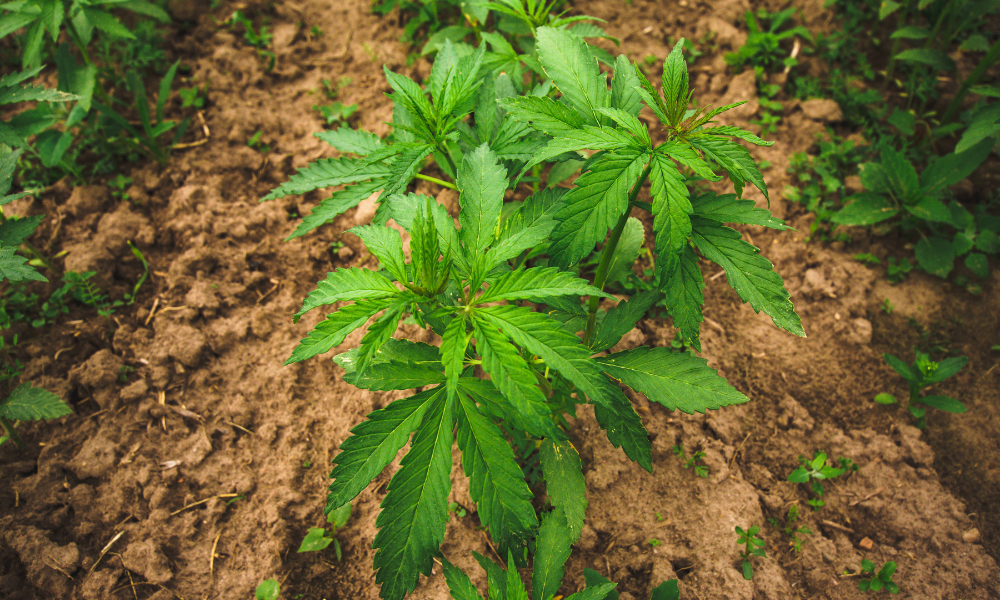 Cannabichromene